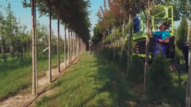 Video Personas Trabajando Con Plantación Jardín Floral Con Árboles — Vídeo de stock