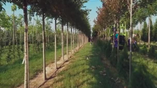 Video Von Menschen Die Mit Blumenplantage Mit Bäumen Arbeiten — Stockvideo
