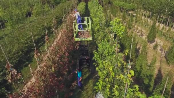 Vidéo Personnes Travaillant Avec Plantation Cour Florale Homme Utilisant Ascenseur — Video