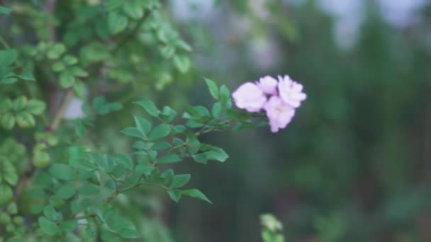 庭のブッシュは庭に上がった バラのクローズアップ — ストック動画