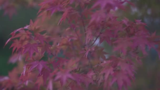 庭に木の葉 ツリーを閉じると葉 — ストック動画