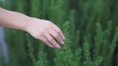 Kadının eli yeşil dala değdi. İnsanlar doğaya hayran. Dışarıda vakit geçirmek. Yakın çekim.