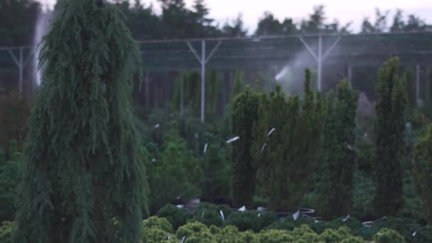 Automatisch Besproeien Van Struiken Het Besproeien Van Struiken Tuin Met — Stockvideo