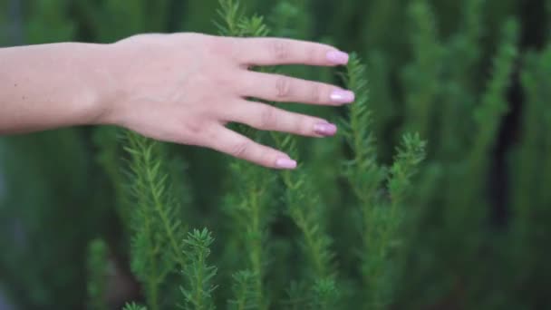 Dłoń Kobiety Dotyka Zielonej Gałęzi Ludzie Podziwiają Naturę Spędzanie Czasu — Wideo stockowe