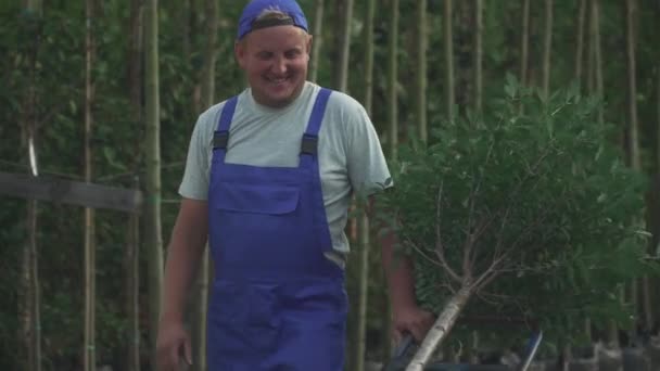 Kertész Egy Fát Vezet Egy Kocsin Kerti Munkás Kék Egyenruhában — Stock videók