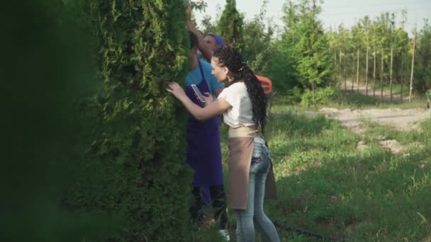 Şçiler Ağacın Durumunu Inceliyor Kadın Cep Telefonuyla Fotoğraf Çekiyor Erkek — Stok video