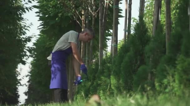 青い制服の庭師は大きな庭で茂みを切っています 背の高い人は注意深く仕事をする 男性は大きなはさみで働いています 下からの射撃 — ストック動画