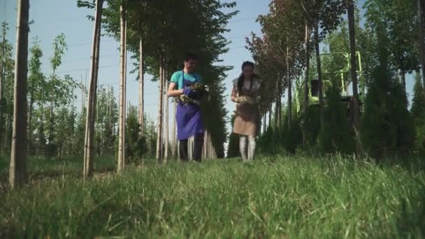 Люди Збирають Нарізані Гілки Саду Жінка Збирає Гілки Які Були — стокове відео