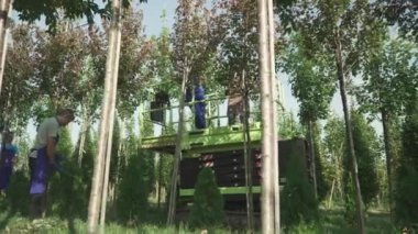 İşçiler bahçede meyve toplarlar. Mevsimsel hasat işlemi devam ediyor. İnsanlar makineli asansörle hasat topluyor. Ağaçlar bahçede düzenli sırada yetişir. Aşağıdan ateş ediliyor.