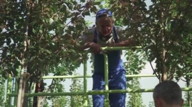 Bahçıvanlar bahçede el sıkışıyor. Bir adam asansörde duruyor, diğeri yerde. Mevsimsel hasat işlemi devam ediyor. İnsanlar makineli asansörle hasat topluyor.