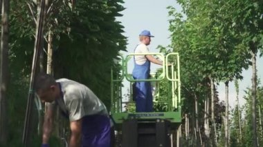 İşçiler bahçedeki yaprakları ve dalları keserler. Bahçıvanların çalışmaları devam ediyor. İnsanlar makine asansörünü kullanarak ağaçlarla ilgilenir. Erkek kadına yaprak fırlatır. Ağaçlar bahçede düzenli sırada yetişir. Kamera soldan sağa gider..