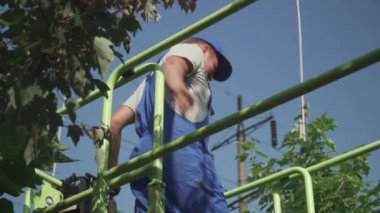 Yetişkin işçiler ağaç yapraklarını makasla keserler. Bahçıvan özenle işini hallediyor. Bahçıvan bahçede çalışıyor. Bahçe işleri.