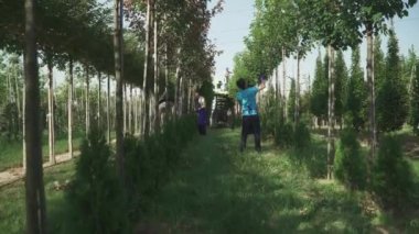 İşçiler bahçedeki yaprakları ve dalları keserler. Bahçıvanların çalışmaları devam ediyor. İnsanlar makine asansörünü kullanarak ağaçlarla ilgilenir. Erkek kadına yaprak fırlatır. Ağaçlar bahçede düzenli sırada yetişir. Kamera soldan sağa ve ileri gider