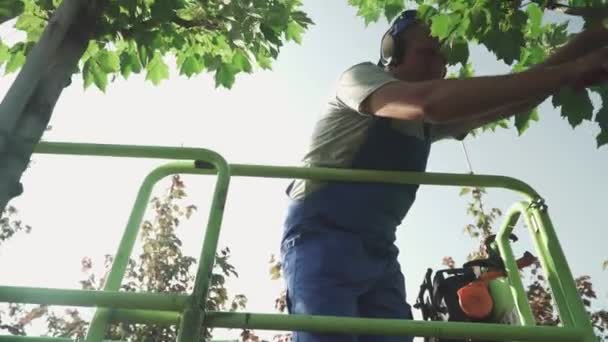 成年工人用剪切机在树上切割树叶 园丁正在小心翼翼地做园艺工作 园丁在花园里干活 园艺工作 — 图库视频影像