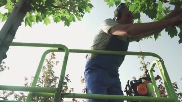 Volwassen Arbeider Snijdt Bladeren Aan Boom Met Tondeuses Tuinman Doet — Stockvideo