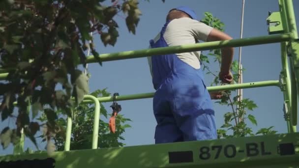 Trabajador Adulto Corta Hojas Árbol Con Cortadoras Jardinero Está Haciendo — Vídeos de Stock
