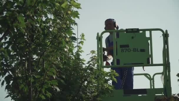 Adulto Trabalhador Corta Folhas Árvore Com Cortadores Jardineiro Está Fazer — Vídeo de Stock