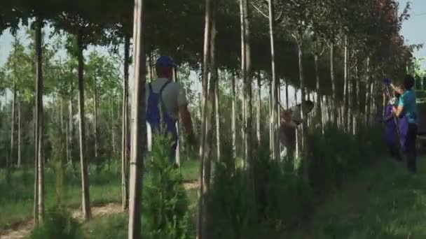 园丁在花园里干活 花园中心的工人修剪树上的叶子 这个女孩用耙收集树叶 另一个园丁来了 园艺工作 — 图库视频影像