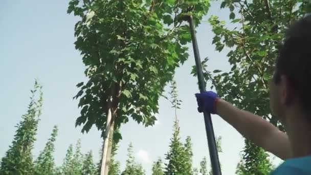 那个工人在花园里用手杖收割庄稼 人在花园里砍树枝 季节性树木护理正在进行中 — 图库视频影像
