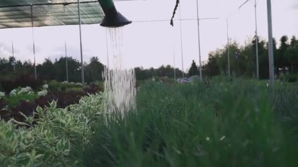 Water Geven Tuin Bloemen Struiken Het Tuincentrum Water Geven Uit — Stockvideo