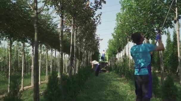 労働者は庭の葉や枝を切った 庭師の仕事 人々は機械エレベーターを使って木の世話をします 男は女に葉を投げる 庭のきれいな列に木が成長します カメラは左から右へ — ストック動画