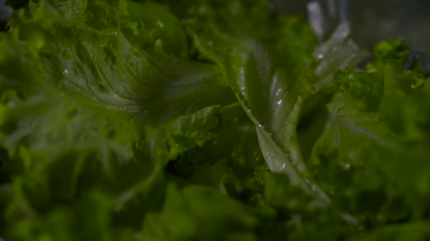 Salad Leaves Water Drops Black Background Focus Moves Frame Close — Stock Video