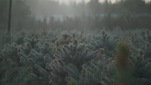 Riego Automático Pinos Pequeños Riego Los Pinos Pequeños Jardín Con — Vídeos de Stock