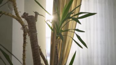 Evin içinde büyüyen küçük dekoratif palmiye ağacı. Perdenin arkasından güneş parlıyor. Kamera sola hareket ediyor