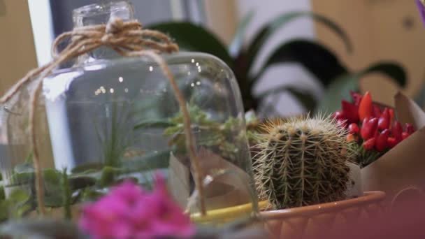 テーブルの上には鉢植えの花 ポット ビデオで成長している小さなサボテンや家庭の花 — ストック動画
