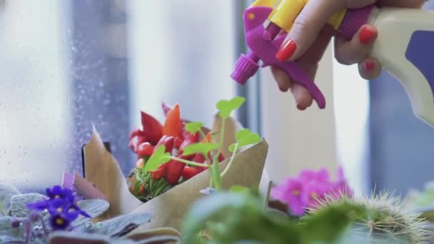 女用手用喷雾器洒花 用手在花束上洒水 — 图库视频影像