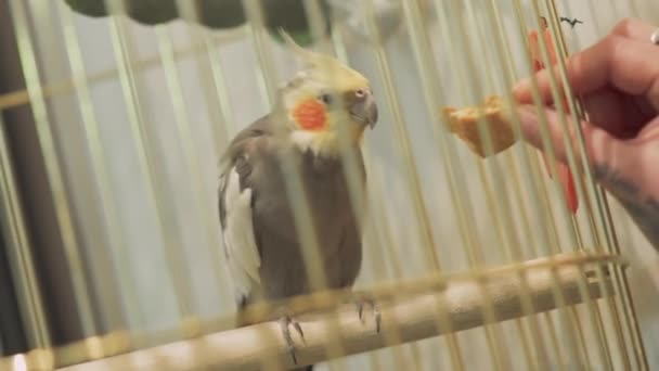 Beautiful Parrot Sitting Cage Female Hand Feeding Parrot Cookie — Stock Video