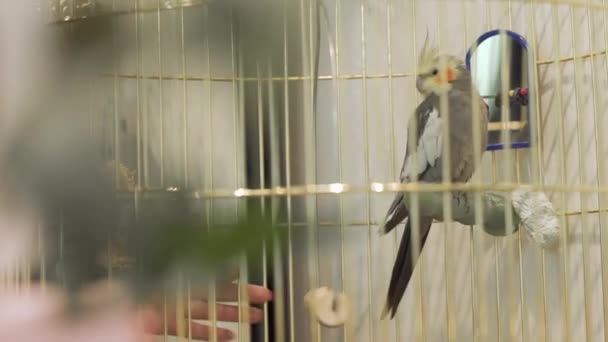 Colorful Parrot Beautiful Bird Cage Female Hand Touching Cage Parrot — Stock Video