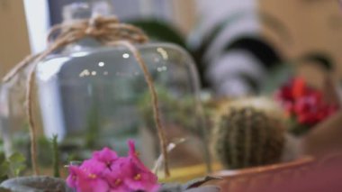 Çiçekler masanın üzerinde duruyordu. Küçük kaktüsler ve saksılarda büyüyen ev çiçekleri, video 