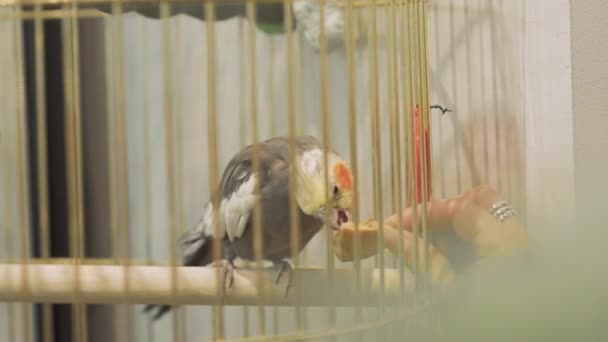 Gyönyörű Papagáj Ketrecben Női Kéz Eteti Papagájt Sütivel — Stock videók