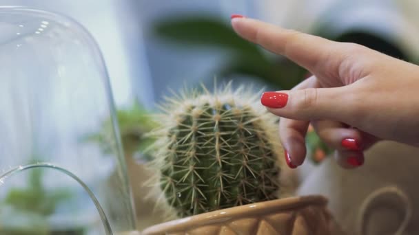 Vrouwelijke Hand Met Rode Nagels Raakt Cactus Naalden Video — Stockvideo