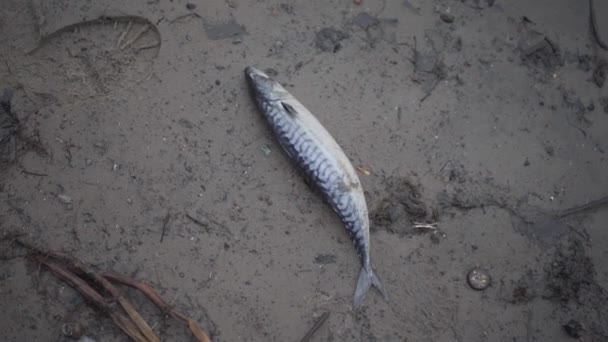 Хищная Рыба Scomber Лежит Песчаном Пляже После Рыбалки Шторма Закрыть — стоковое видео
