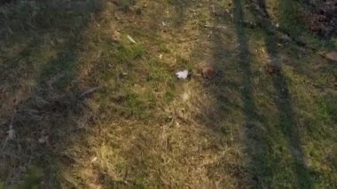 Ağaçlar ve çayırlar olan orman, video. 