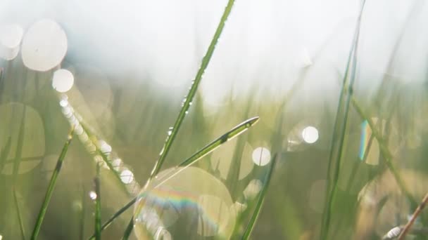 Gotas Agua Mañana Temprano Hierba Verde Vídeo — Vídeos de Stock