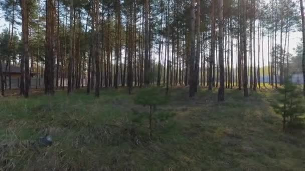 Wald Mit Kiefern Video — Stockvideo