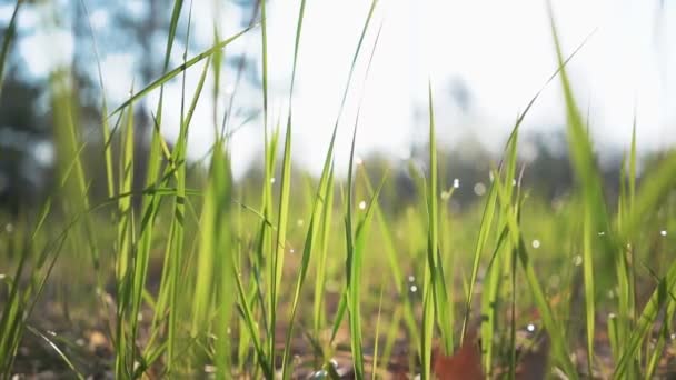 tôt le matin gouttes d'eau sur l'herbe verte, vidéo  