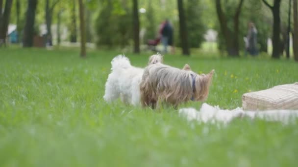 Yeşil Parkta Birlikte Oynayan Iki Küçük Köpek Küçük Tüylü Hayvanlar — Stok video