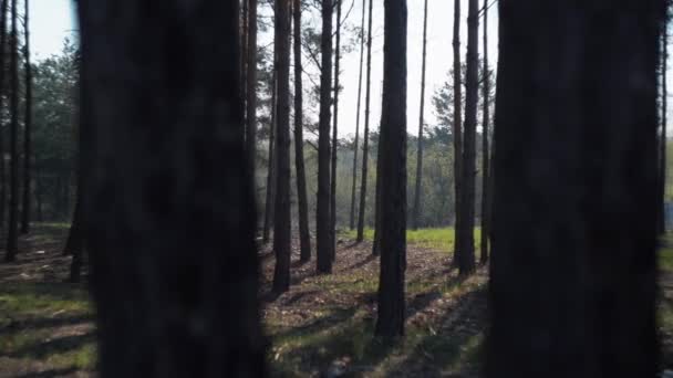 Incredibile Vista Della Foresta Con Alberi — Video Stock