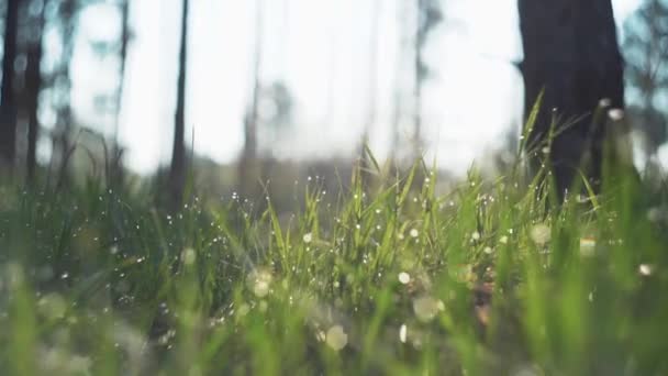 časné ranní kapky vody na zelené trávě, video 