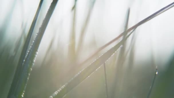 Hermosas Gotas Agua Sobre Hierba Verde Video — Vídeos de Stock