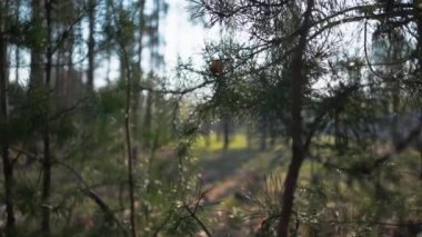 Çam Ağacı dalları, video