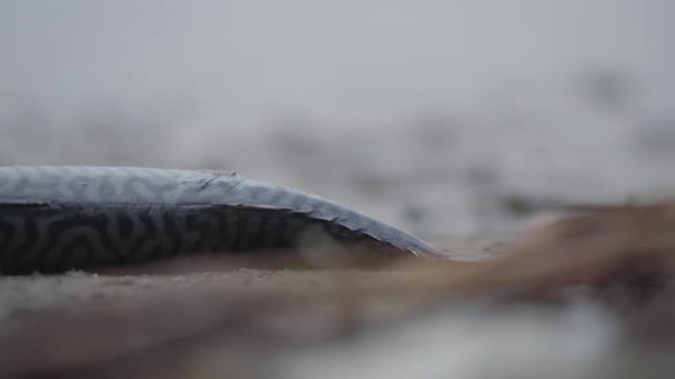Yırtıcı Balık Uskumrularına Yakalanmış Balık Fırtınadan Sonra Kumsalda Uzanıyor Kapat — Stok video