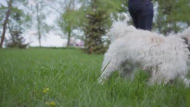 İki genç anne, ilkbahar günü yeşil muhteşem parkta çocuklarla oynuyorlar. Anne ve oğul, parkta oynayan bir kız. Aileler arasındaki arkadaşlık kavramı