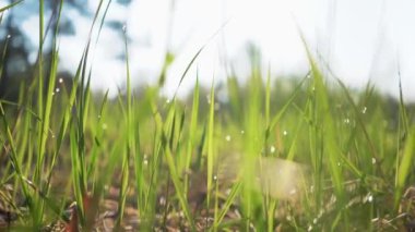 Sabahın erken saatlerinde yeşil çimlere su damlaları, video 