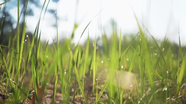 tôt le matin gouttes d'eau sur l'herbe verte, vidéo  