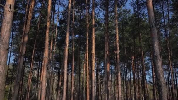 Foresta Verde Pino Alberi Video — Video Stock